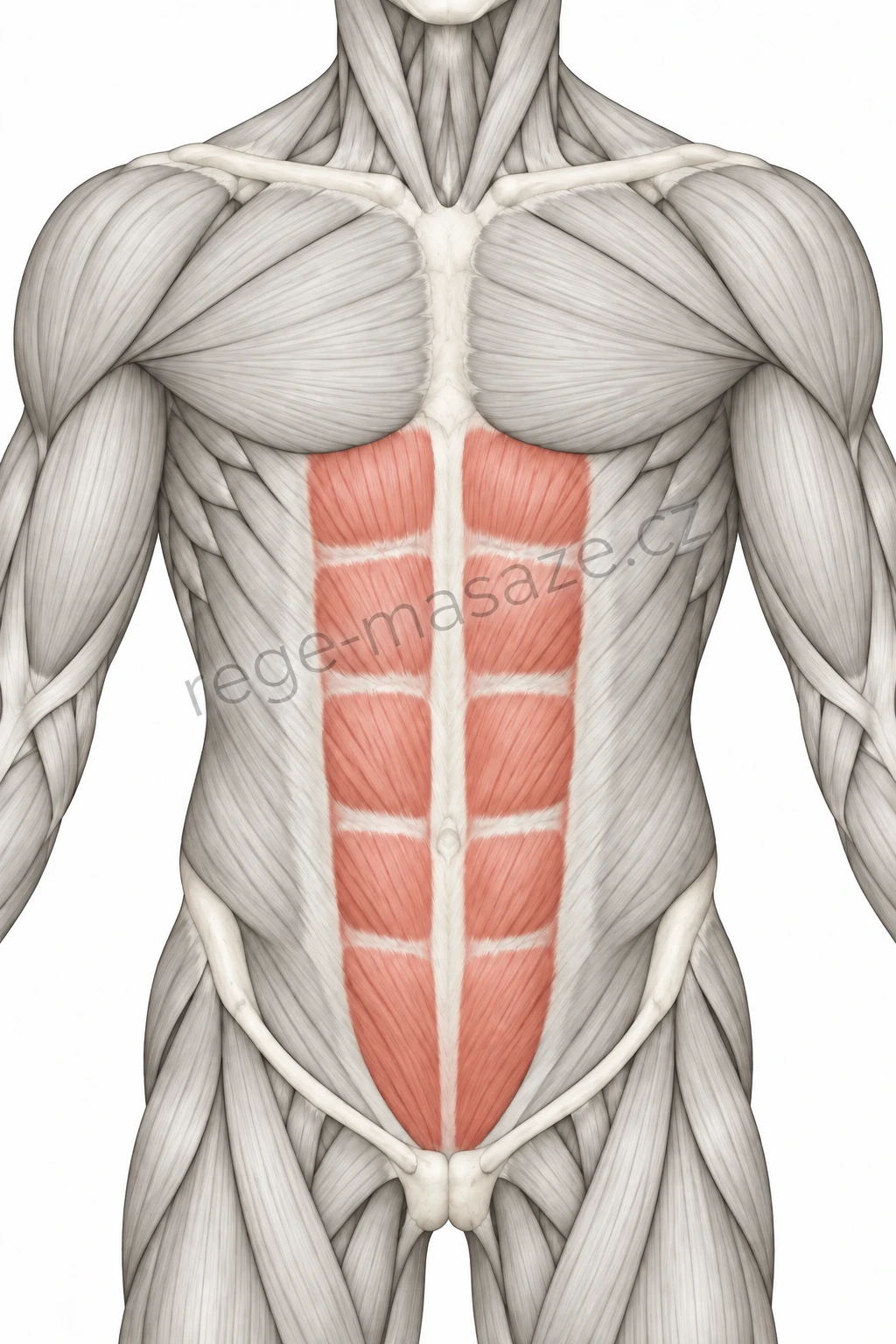 Přímý sval břišní (m. rectus abdominis)