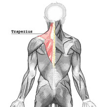 220px-Trapezius