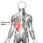 Latissimus_dorsi150