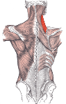 Levator_scapulae150